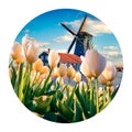 Round icon of nature with landscape. The famous Dutch windmills. View through white tulips on the Netherlands canals. Photography