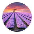 Round icon of nature with landscape. Spectacular spring view of tulips farm with windmill on background. Colorful sunset in Nether