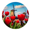 Round icon of nature with titycal Holland landscape. The famous Dutch windmills. Nice view through red tulips on the Netherlands c Royalty Free Stock Photo
