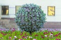 Round installation of living plants in the courtyard of the house.