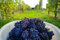 Round juicy red grapes, harvested fruits in the bin ready to become an amazing Italian wine. Green vineyard and grass background