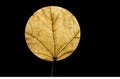 Round leaf