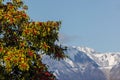 Round Leaf Holly tree with Mt. Ibuki