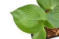 Round Leaf Of `Hosta Abiqua Drinking Gourd` Plant On White Background