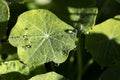 Round leaf of a plant with large drops of dew on a blurred green background