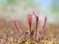 Round-leaf sundew, Drosera rotundifolia, in peatmoss