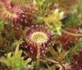 Round-leaf sundew, Drosera rotundifolia, in peatmoss