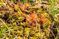 Round leaved or common Sundew, Drosera rotundifolia Royalty Free Stock Photo