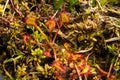 Round leaved or common Sundew, Drosera rotundifolia Royalty Free Stock Photo