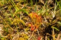 Round leaved or common Sundew, Drosera rotundifolia Royalty Free Stock Photo