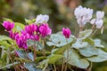 Eastern sowbread Cyclamen coum Silver Leaf, purple and white shell-shaped flowers