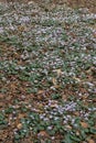 Eastern sowbread Cyclamen coum subsp. coum, pink flowering plants