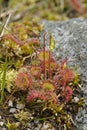 Round-leaved Sundew