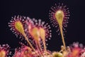 Round-leaved sundew.