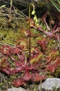 Round-leaved Sundew