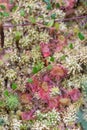 Round-leaved sundew, Drosera rotundifolia, natural habitat Royalty Free Stock Photo