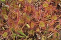 Round-leaved Sundew