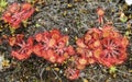 Round-leaved Sundew plants Drosera rotundifolia growing in Scotland.