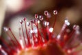 Round-leaved sundew - secretion