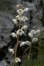 Round-Leaved Wintergreen Royalty Free Stock Photo