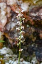 Round-leaved wintergreen Pyrola rotundifolia heather family on natural bokeh background Royalty Free Stock Photo