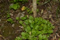 A glade of white flowers in the forest. Pyrola rotundifolia. beautiful background Royalty Free Stock Photo