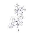 Round-leaved wintergreen, wild flower. Floral plant Pyrola. Vintage botanical black and white drawing of wildflower Royalty Free Stock Photo