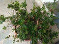 Round leaves amazing plant in Punjab fresh