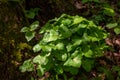 round leaves of the first spring flowers Hepatica nobilis on a black forest ground Royalty Free Stock Photo