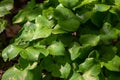 round leaves of the first spring flowers Hepatica nobilis on a black forest ground Royalty Free Stock Photo