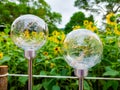 2 round light bulbs in the rain, with a sea of sunflowers behind them. Royalty Free Stock Photo