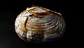 Round loaf of freshly baked bread in a dark environment