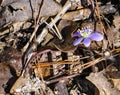 Round-Lobed Hepatica, Anemone americana