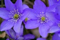 Round-lobed hepatica close-up