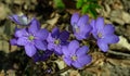 Round-lobed hepatica close-up