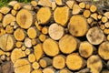 Round logs lie in a pile after sawing a tree. Woodpile stacked