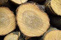 Round logs is stacked in piles. Preparing firewood for winter. Woodpile. Background, full frame. Close-up. Royalty Free Stock Photo