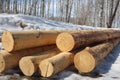 Round logs tree trunks wood for harvesting in the forest Royalty Free Stock Photo