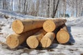 Round logs tree trunks wood for harvesting in the forest Royalty Free Stock Photo