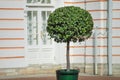 Rounded lone decorative tree in a pot on the street in the background of the house