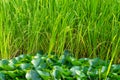 Round lotus leaf water lily against a background of long grass vegetable background in sunlight light design eco Royalty Free Stock Photo