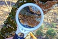 Round magnifier increases brown moss on a tree branch