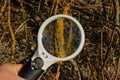 Round magnifier increases brown moss on a tree branch