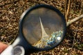 Round magnifier increases dry gray thorn on a tree branch in nature