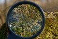 Round magnifier increases green moss on the stone