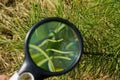 Round magnifier increases pine green needles of pine on a tree branch