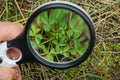 Round magnifier over a green leaf clover of a plant