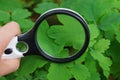 round magnifier over a green leaf of a plant