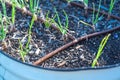 Round metal raised bed with onion seedlings growing and drip irrigation system at backyard garden, Dallas, Texas, recyclable