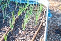 Round metal raised bed with onion seedlings growing and drip irrigation system at backyard garden, Dallas, Texas, recyclable